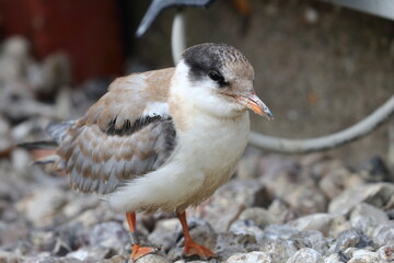 Poster - tern