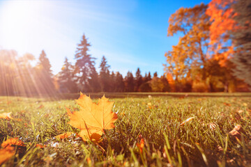 Wall Mural - Beautiful autumn landscape with yellow trees and sun. Colorful foliage in the park, leaf fall season