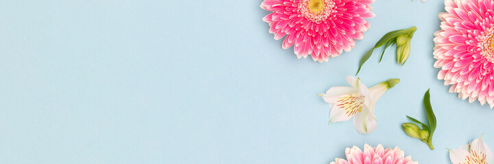 Wall Mural - banner with gerbera and alstroemeria flowers on a blue background.
