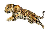 photo of a leopard floating mid-air on isolated background
