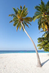 Wall Mural - palm tree on the beach, maldives