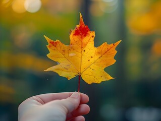 Wall Mural - Vibrant autumn leaf held in hand with blurred forest backdrop