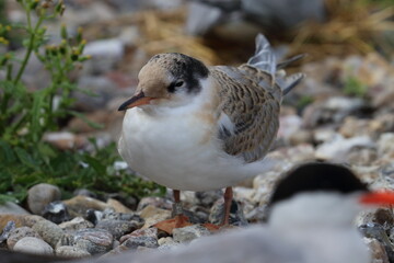 Poster - tern