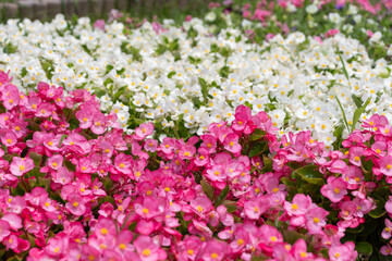 Wall Mural - 色とりどりのベゴニアの花壇