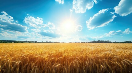 Golden wheat field under a vibrant blue sky