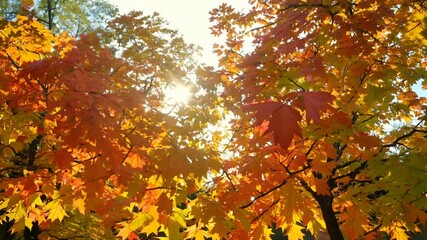 Wall Mural - Enchanting autumn maple leaves glowing in the sunlight during fall in the park