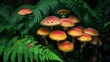 © shan - A cluster of colorful mushrooms emerging from the forest floor, surrounded by lush green ferns.