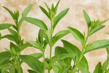 Wall Mural - Fresh green basil leaves close up textured background