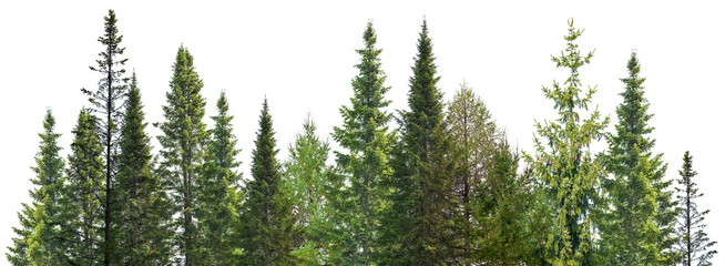 Wall Mural - dark green straight fir and larch trees stripe on white