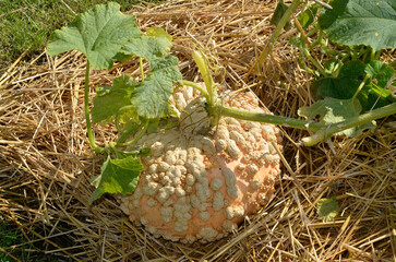 Wall Mural - Cucurbita maxima, Courge Giraudon galeux d'Eysynes, paillage