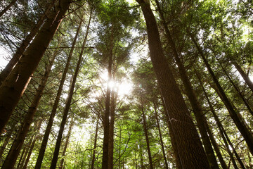 Sticker - Beautiful green trees in forest, low angle view