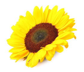 Canvas Print - One beautiful sunflower with bright petals isolated on white