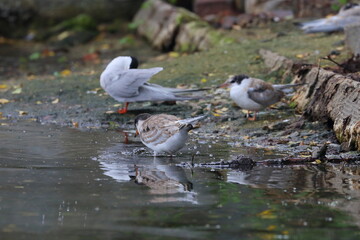 Poster - tern