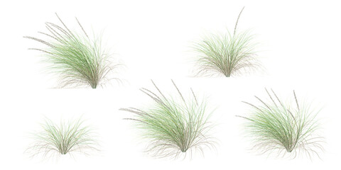 Wall Mural - set of Fountain grass on transparent background, 3D rendering