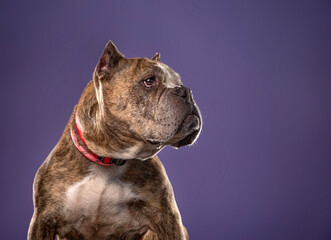 Poster - cute dog on an isolated background in a studio shot