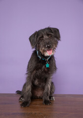 Poster - cute dog on an isolated background in a studio shot