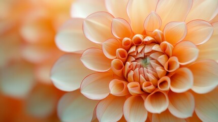 Wall Mural - A close-up of dahlia flower blooms