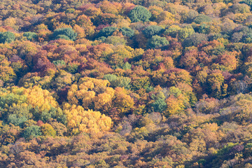 Colourful autumn forest from above Natural seasonal