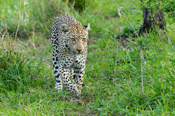 Poster - Leopard (Panthera pardus) female hanging around in Sabi Sands game reserve in the Greater Kruger Region in South Africa