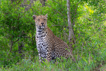 Sticker - Leopard (Panthera pardus) female hanging around in Sabi Sands game reserve in the Greater Kruger Region in South Africa