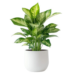 green plant in a pot, modern indoor tree on a transparent background