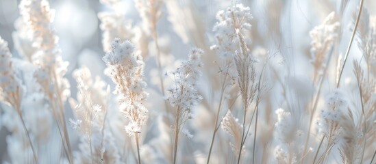 Wall Mural - The Beauty Of White Grass Flowers