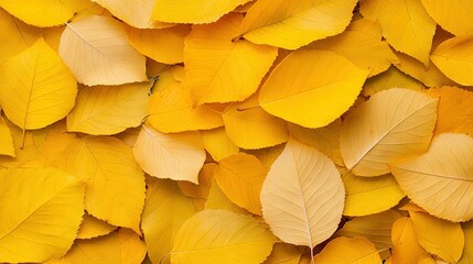   A pile of intertwined yellow leaves on a bed of similarly colored foliage