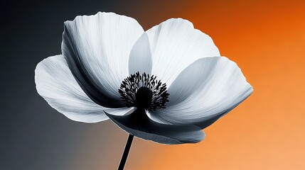   A white flower with a black center against an orange-gray backdrop featuring a central black spot