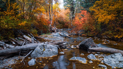 Sticker - American Fork river surrounded with fall foliage at American Fork canyon in Utah