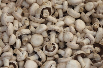 Wall Mural - close up of mushrooms on a market