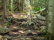 © Karlsson Photo - Aspen or Birch tree with mighty roots across the hiking trail up to Cascade Mountain outside Lake Placid, upstate New York.