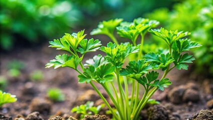 Macro shot of fresh parsley growing in a garden, fresh, green, growth, texture, agriculture, botany, outdoor, farming, farm, selective focus, macro, garden, vibrant, close-up, natural, plant