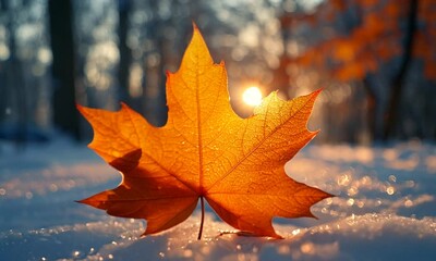 autumn maple leaf