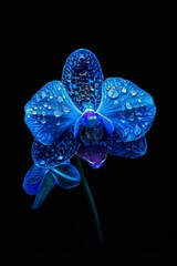 Wall Mural - A vibrant blue orchid blooming in a garden, dark background