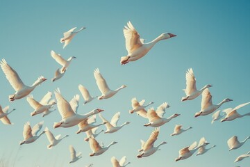 Canvas Print - A flock of birds flying through a clear blue sky