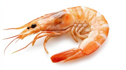 Wall Mural - A single, cooked shrimp with its tail curled up, isolated on a white background.