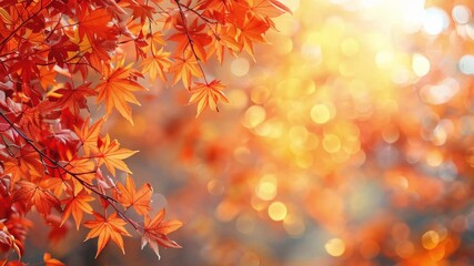 Wall Mural - Animated autumn frame background with free place for text, maple leaves decorate a beautiful nature thanksgiving, scenery yellow red seasonal colorful mock up, orange background