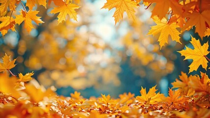 Wall Mural - Sunny autumn day background with orange fall foliage in the park. Ground covered in dry fallen leaves lit by bright sunlight. Autumn landscape with maple trees and sun. Natural background