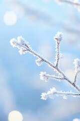 Canvas Print - Glistening frost adorning winter branches, creating a tranquil scene that captures the essence of a crisp, frosty wonderland.