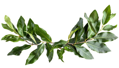 Laurel wreath made of fresh bay leaf branches, isolated on white background with clipping path