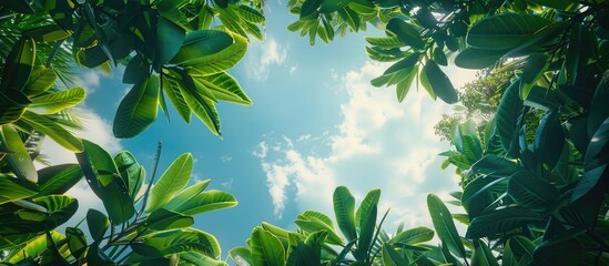 Sticker - The Under View Of The Green Jungle Tree Leaves And The Sky