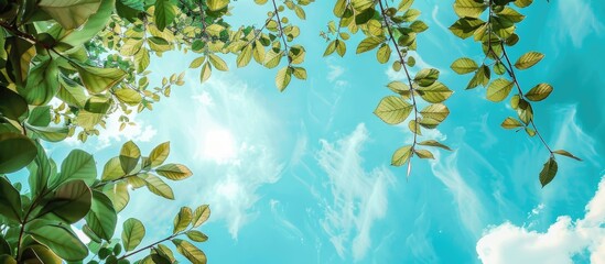 Canvas Print - Tree Leaves On Sky Background