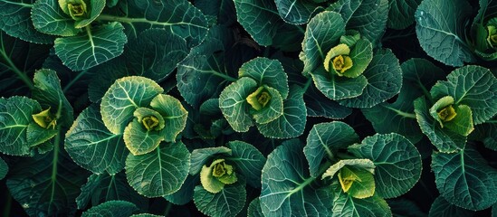 Wall Mural - Top View Of Green Cabbage Grows In The Garden Ready To Harvest