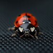 © 2haq - Ladybug isolated on metal background