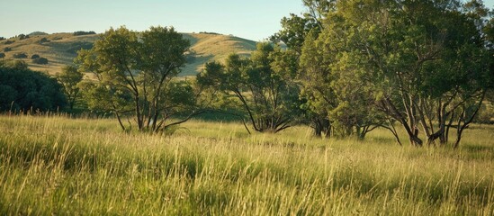 Wall Mural - Trees With Hill In Background And Long Tall Grass