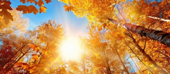 Sticker - The Bright Sun Shines Through The Trees With Autumn Yellow Leaves