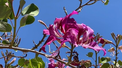 Sticker - Blossoms of a Purple Orchid Tree moving in the wind