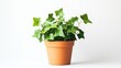 © Generative AI - Indoor plant in a flower pot isolated on a white background Common ivy English ivy European ivy Hedera helix : Generative AI