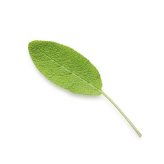 Wall Mural - One fresh green sage leaf isolated on white