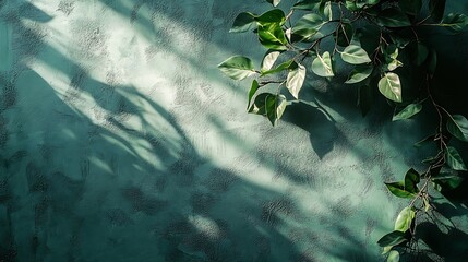 Aufkleber - Pale green textured plaster wall with abstract sun light shadow foliage silhouette elegant floral background with copy space : Generative AI